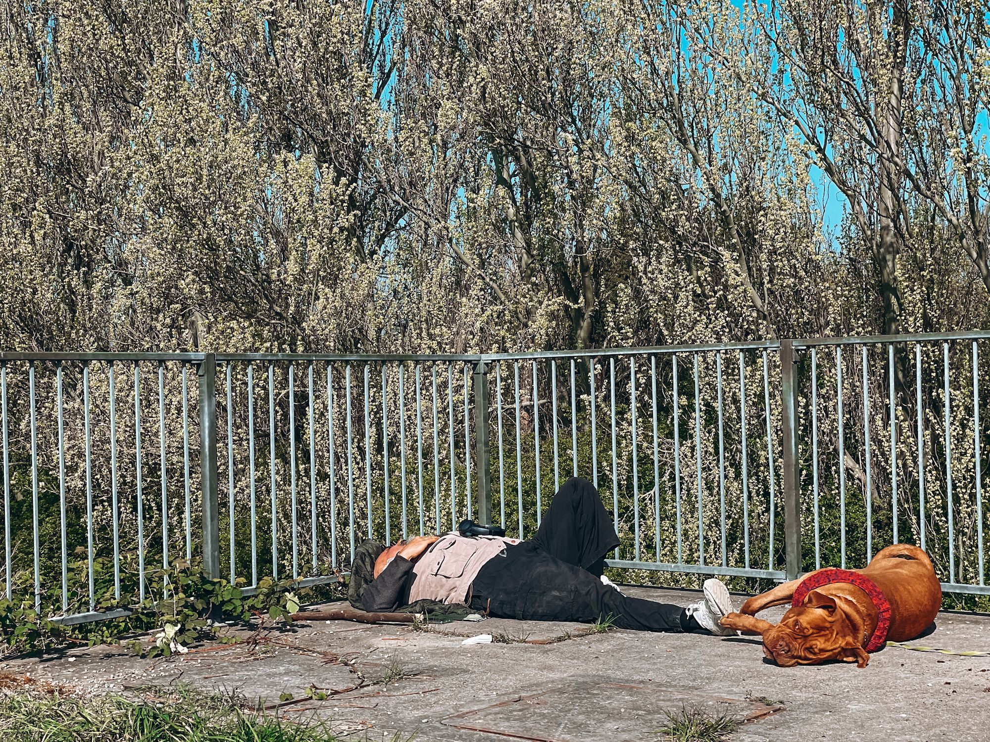 A man lying outside with his dog in London: A photo by David Elikwu